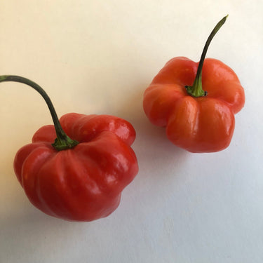 Habanero Caribbean Red - Seeds - The Pepper Pantry (Formerly Marie Sharp's)